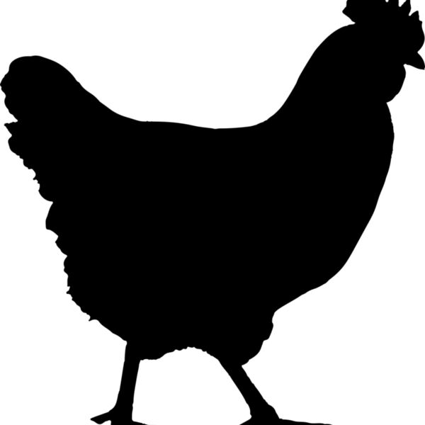 Chicken   Clipart 1 Miniaturansicht