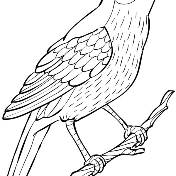 Nightingale   Clipart 2 Miniaturansicht