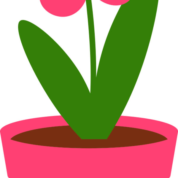 Plant 4 Miniaturansicht