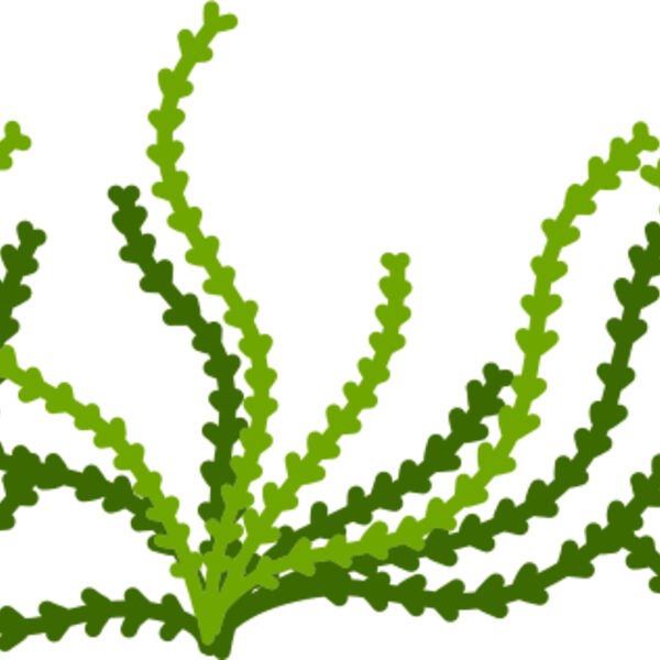 Sea Plant Miniaturansicht